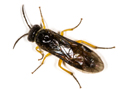 Halidamia affinis